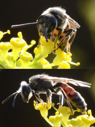 Lasioglossum nigripes